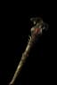 Rod of Kepeleke unique item icon