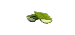 Agave