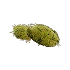 Moss