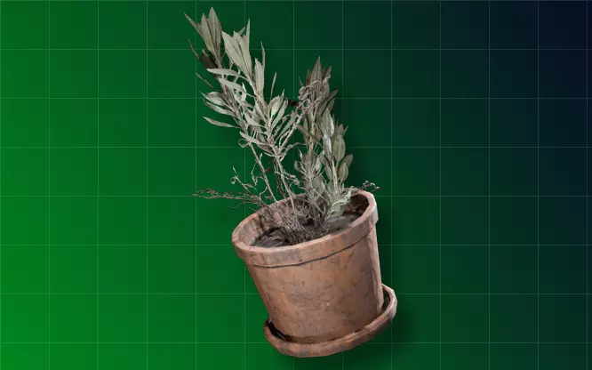 Potted Plant