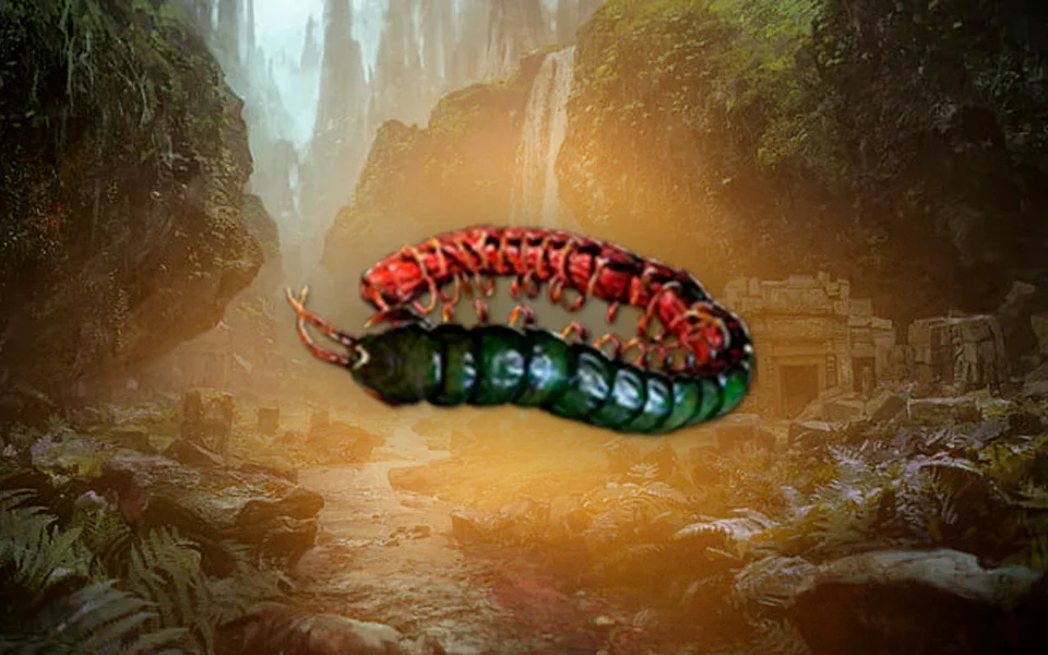 ryslatha_coil