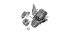 Amplified Fragments